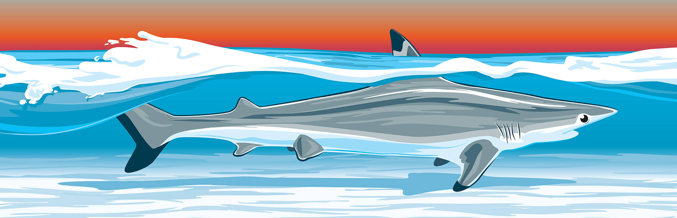 Black Tip Shark Illustration